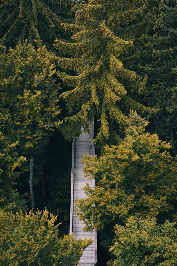 trees, bavarian forest, germany-8062668.jpg